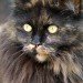 Maine-Coon_Katze_Lucy-001